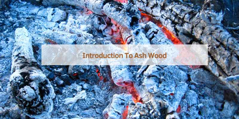 Introduction To Ash Wood