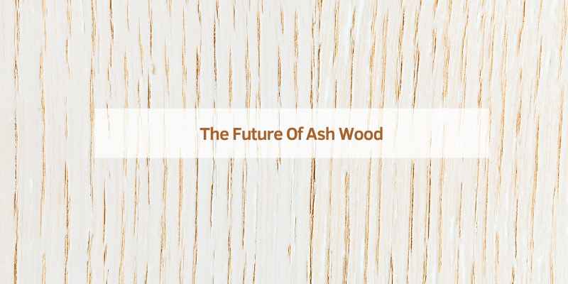 The Future Of Ash Wood