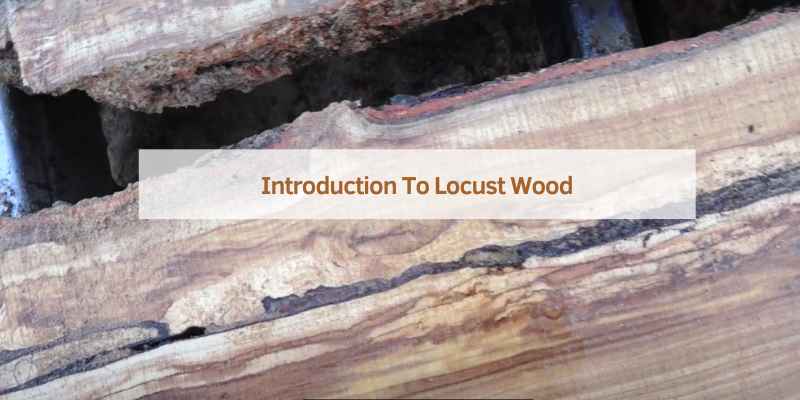 Introduction To Locust Wood