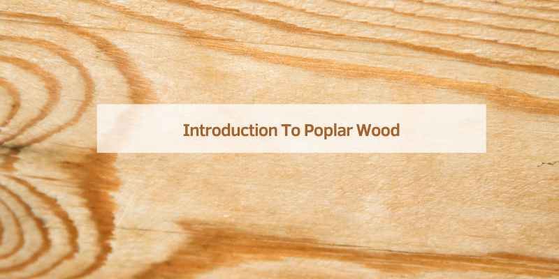 Introduction To Poplar Wood