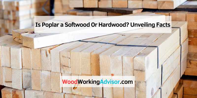 Is Poplar a Softwood Or Hardwood