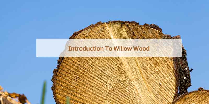 Introduction To Willow Wood