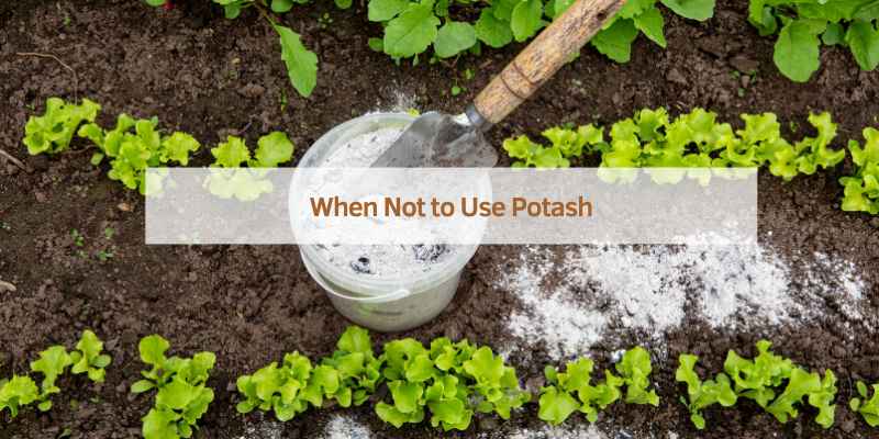 When Not to Use Potash