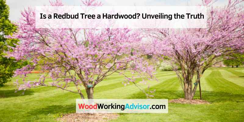 Is a Redbud Tree a Hardwood