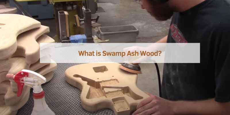 What is Swamp Ash Wood?