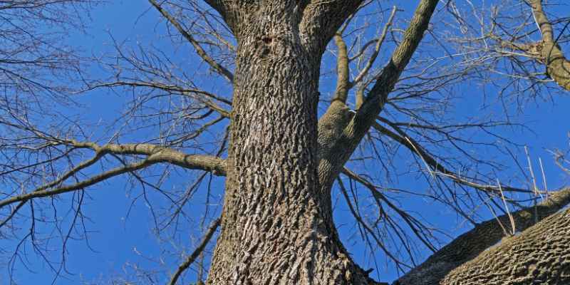 What Trees Like Wood Ash