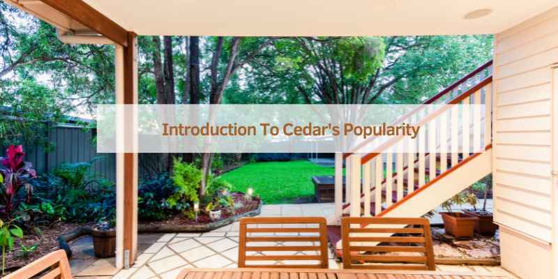 Introduction To Cedar's Popularity