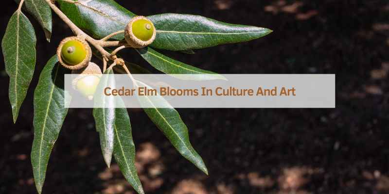 When Do Cedar Elms Bloom? Unlock Nature's Secrets!