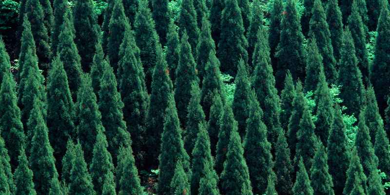 When is the Best Time to Cut Cedar Trees