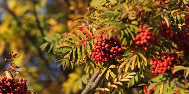 When is the Best Time to Plant a Mountain Ash Tree