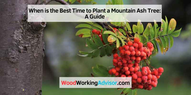 When is the Best Time to Plant a Mountain Ash Tree