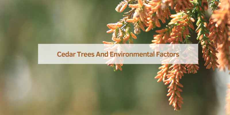 Cedar Trees And Environmental Factors