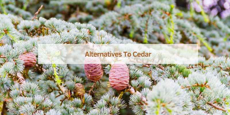 Alternatives To Cedar