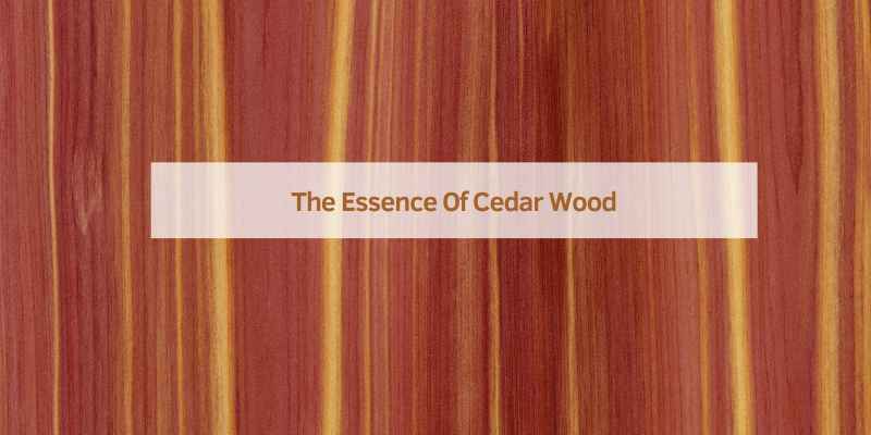 The Essence Of Cedar Wood