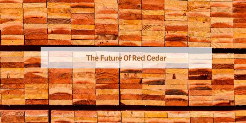 The Future Of Red Cedar