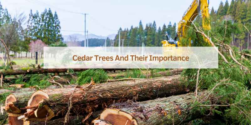 Cedar Trees And Their Importance