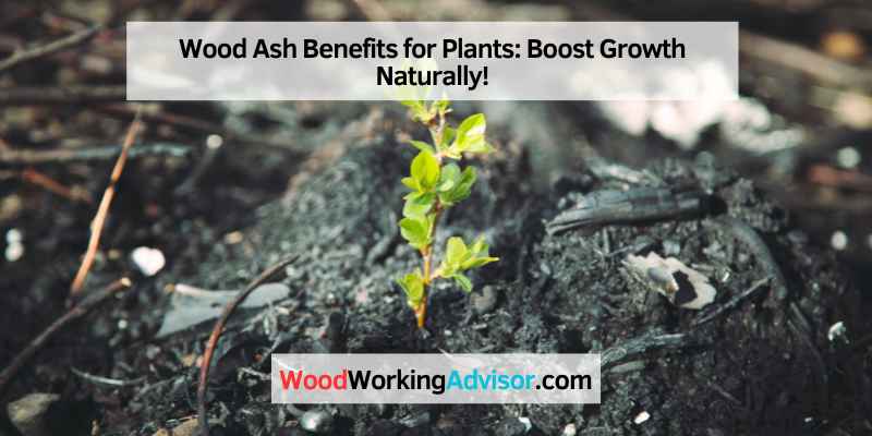 Wood Ash Benefits for Plants