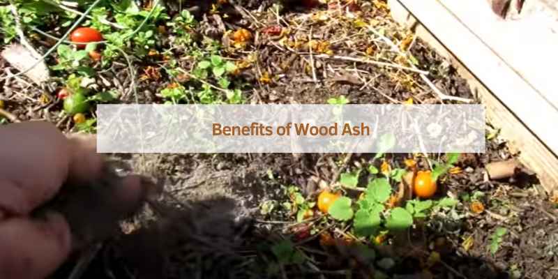 Benefits of Wood Ash