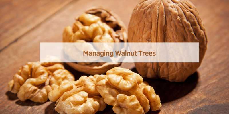 Managing Walnut Trees