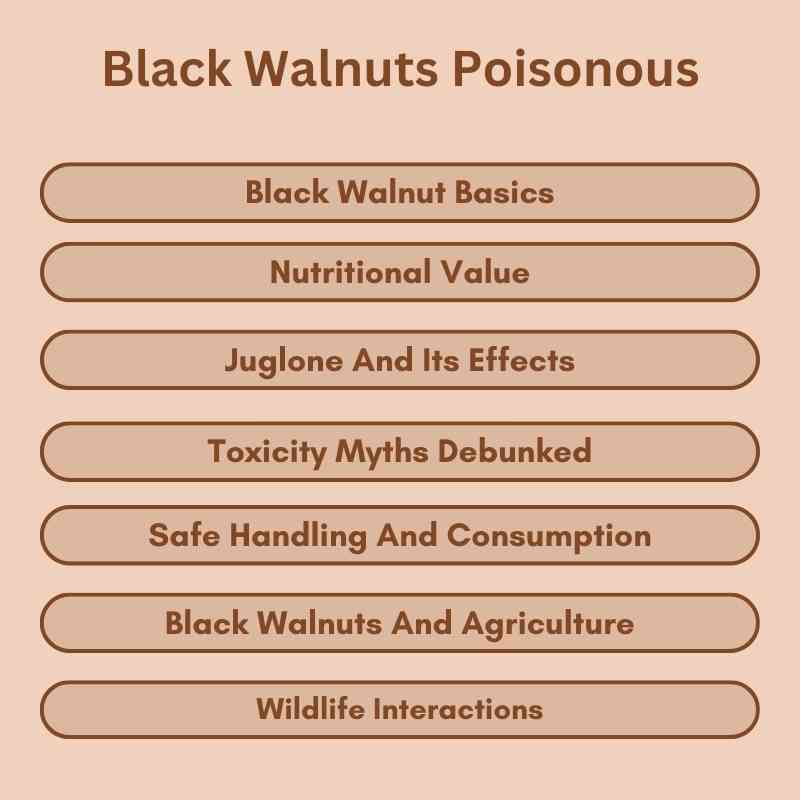 Black Walnuts Poisonous 