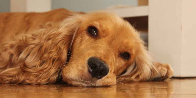 Dog Suddenly Slipping on Hardwood Floors