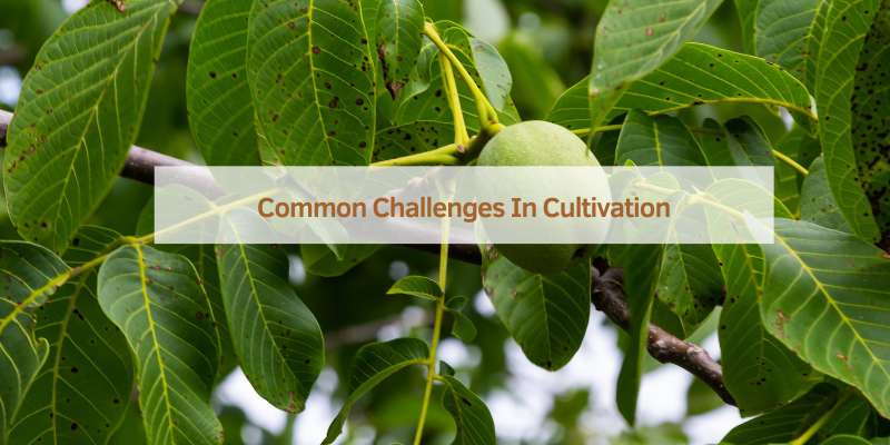 Common Challenges In Cultivation
