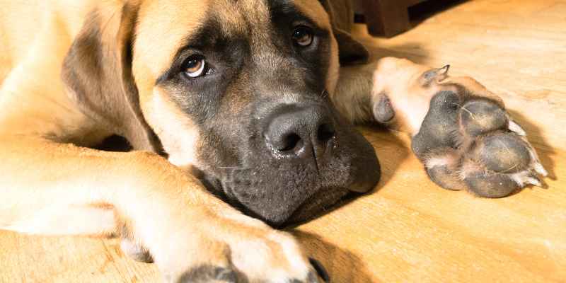 Booties for Dogs on Hardwood Floors