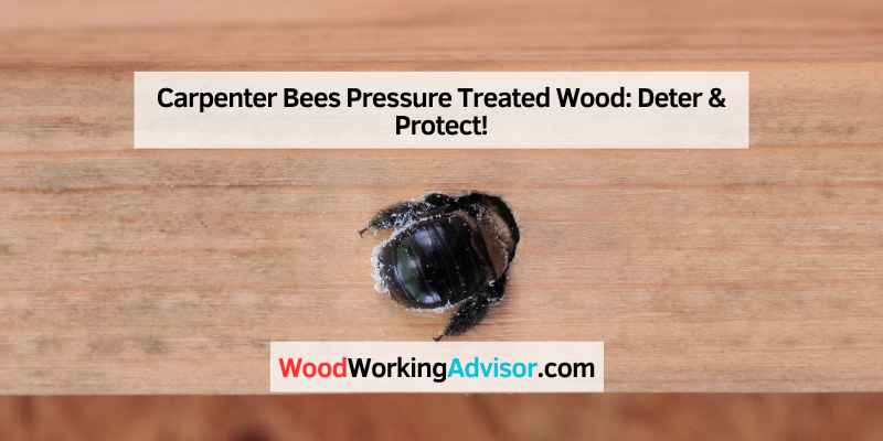 Carpenter Bees Pressure Treated Wood