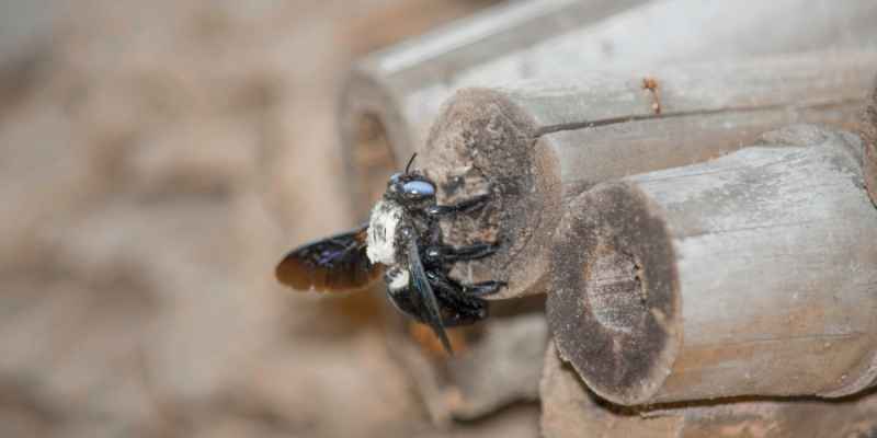 Carpenter Bees Pressure Treated Wood: Deter & Protect!