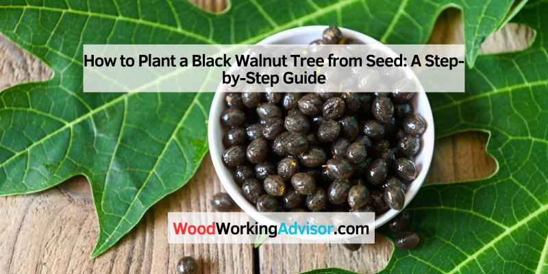 How to Plant a Black Walnut Tree from Seed