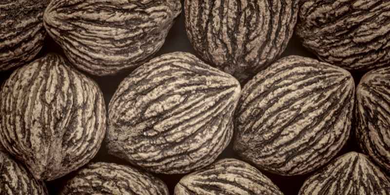 How to Plant a Black Walnut Tree from Seed