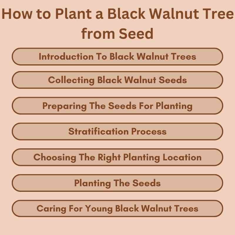 How to Plant a Black Walnut Tree from Seed