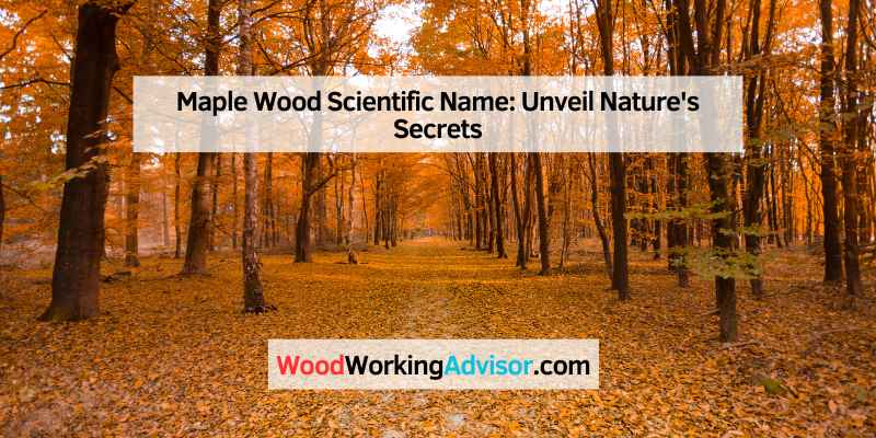 Maple Wood Scientific Name