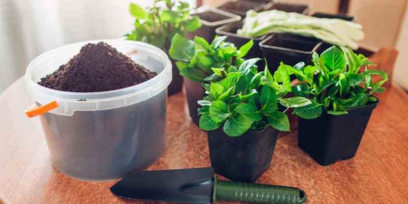 Propagate Hydrangea Hardwood Cuttings