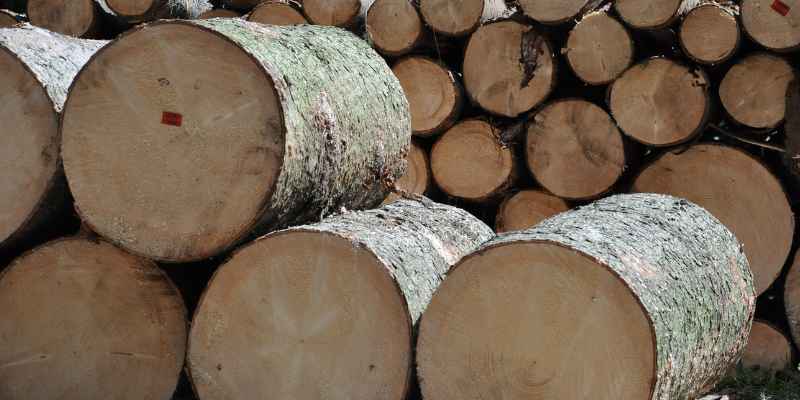 Value of Black Walnut Trees