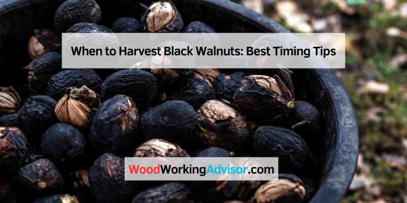 When to Harvest Black Walnuts