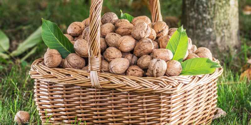 When to Harvest Black Walnuts