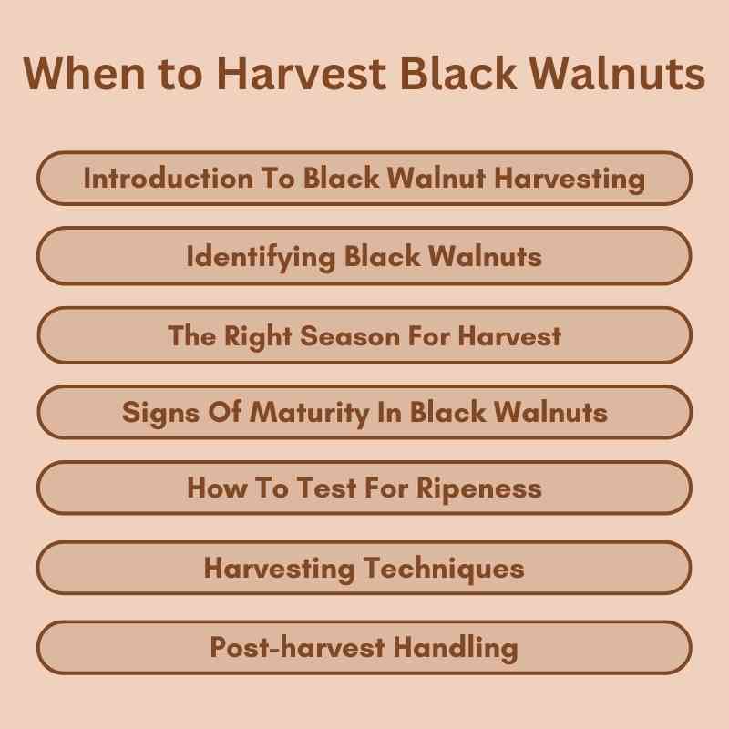 When to Harvest Black Walnuts