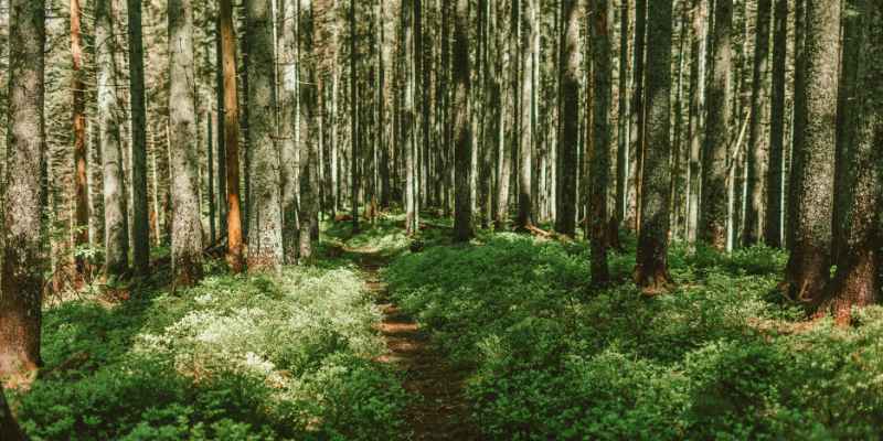 Biomes O Plenty Mahogany Wood Biome