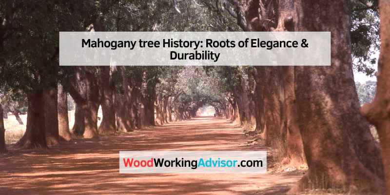 Mahogany tree History