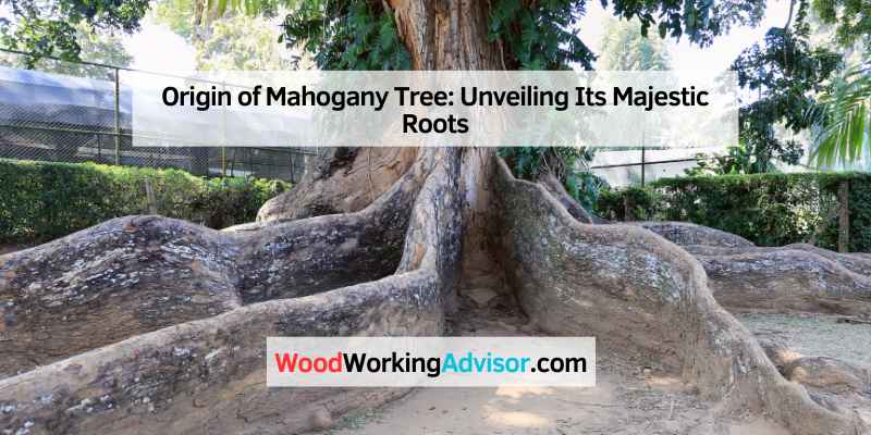 Origin of Mahogany Tree