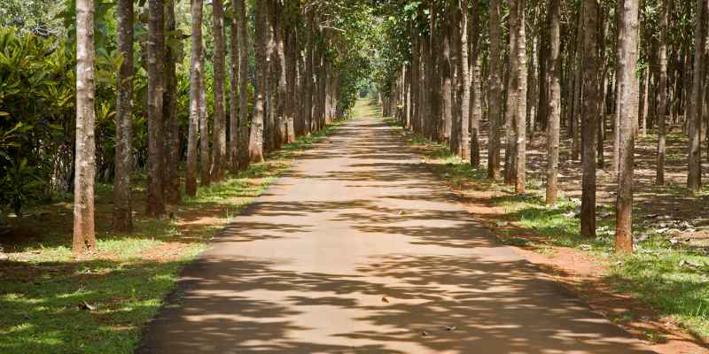 Origin of Mahogany Tree