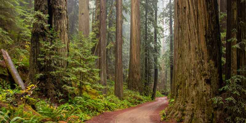 Agarwood How to Grow