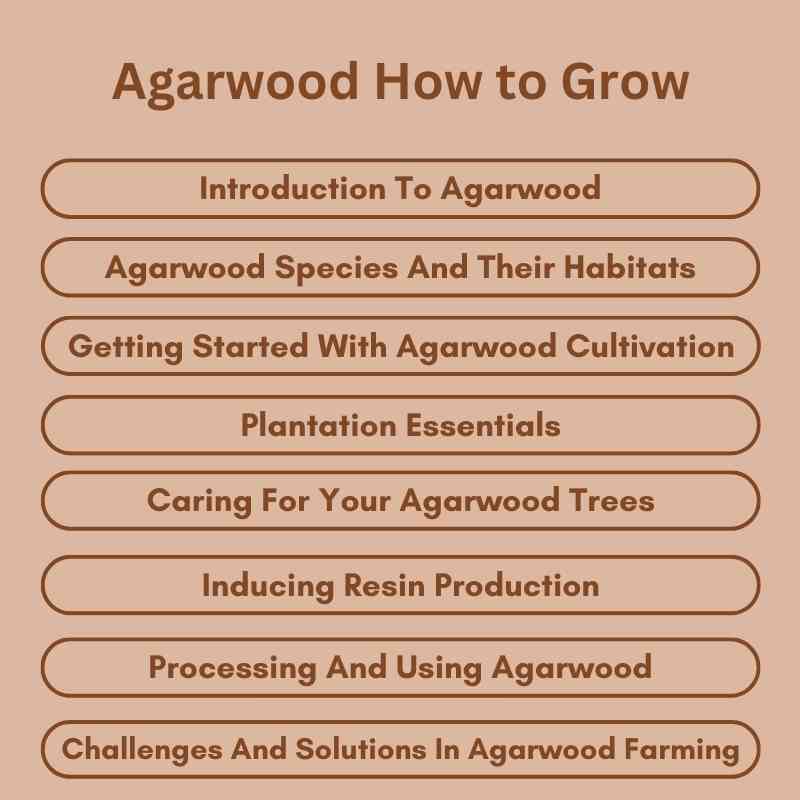 Agarwood How to Grow
