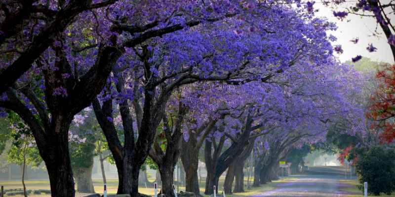 Can You Burn Jacaranda Wood