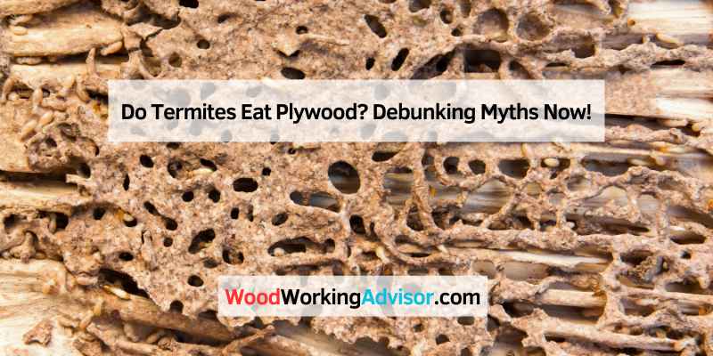 Do Termites Eat Plywood