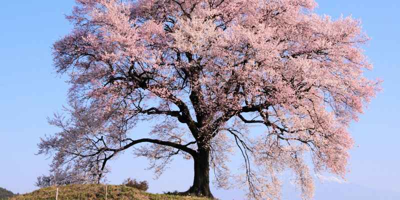 How Much is Black Cherry Wood Worth