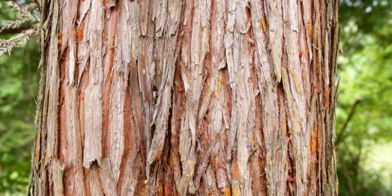 How to Get Bark off Wood