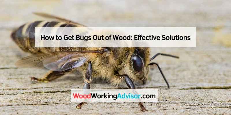 How to Get Bugs Out of Wood