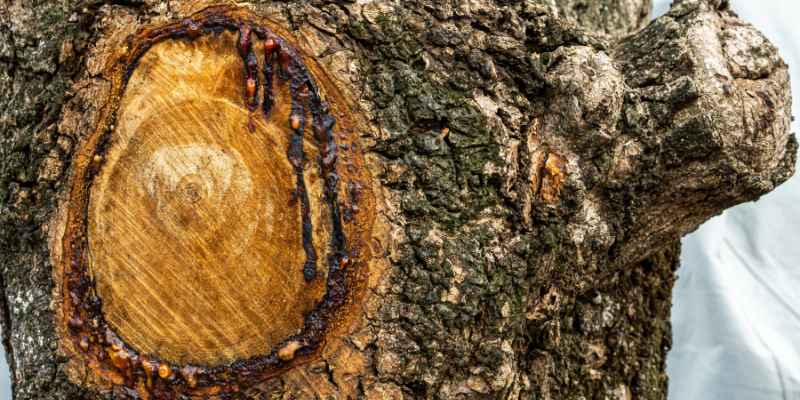 How to Get Sap off Wood